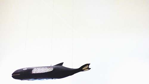 weil am rhein photo of black whale toy germany